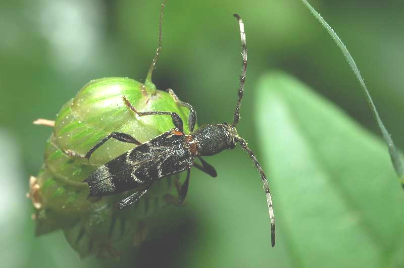 Piccolo cerambice Anaglyptus gibbosus